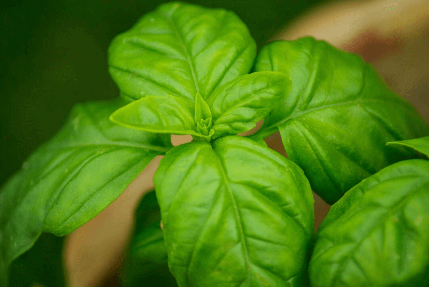 How To Season Your Food With Herbs