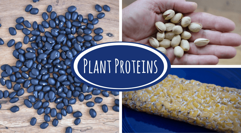 Plant Proteins: Your Questions Answered